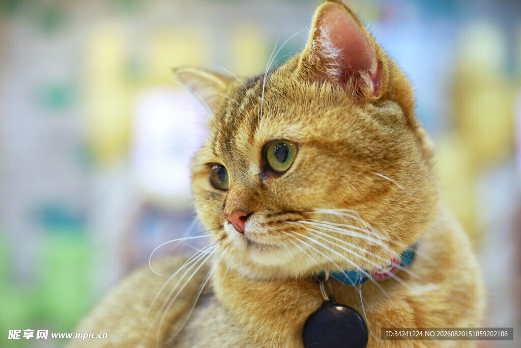 可爱戴项圈的橘猫
