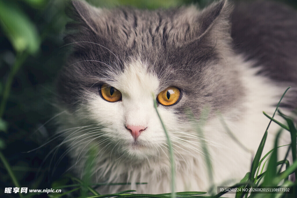 草丛中的灰毛猫咪