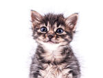 可爱小猫咪抬头望