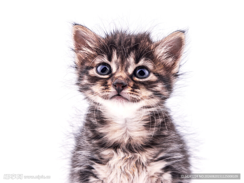 可爱小猫咪抬头望