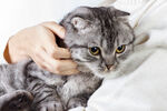 温柔抚摸下的可爱灰猫