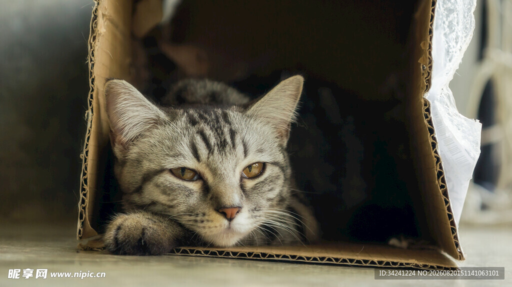 纸箱里的慵懒猫咪