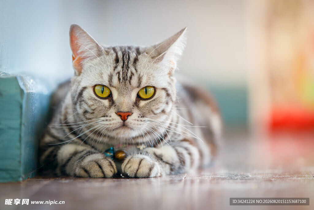 趴着的斑纹猫咪