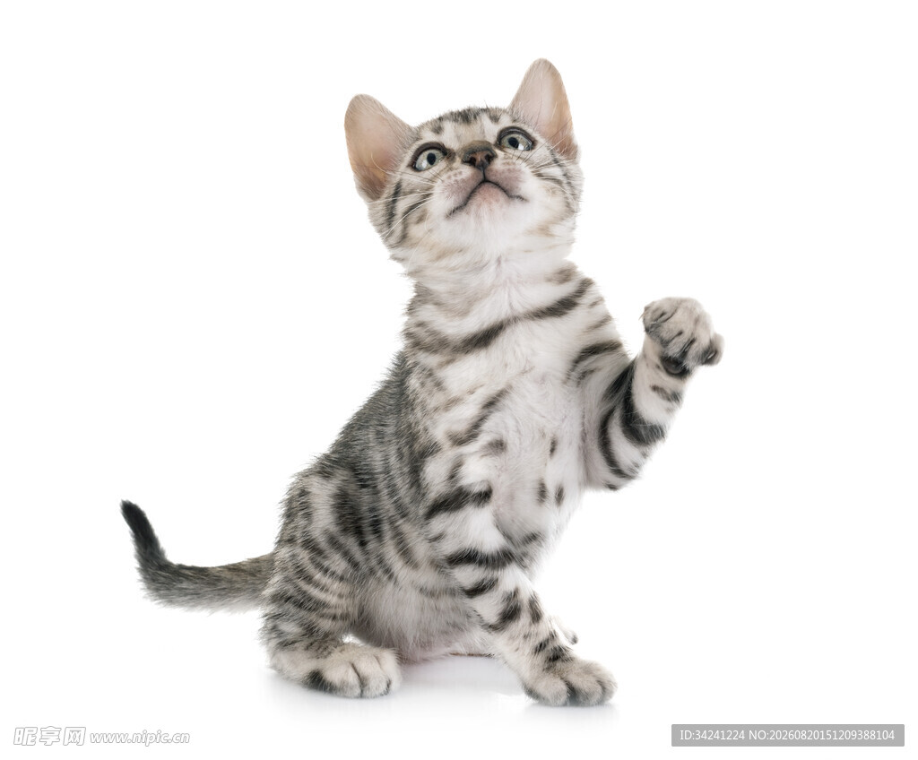 可爱小猫抬头伸爪瞬间