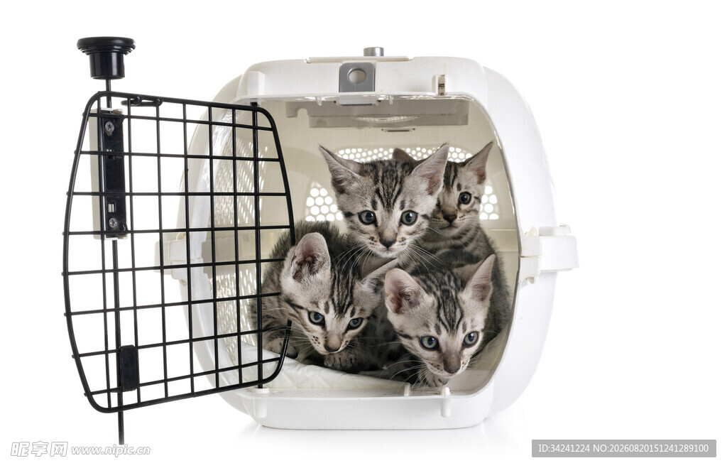 小猫在宠物航空箱内