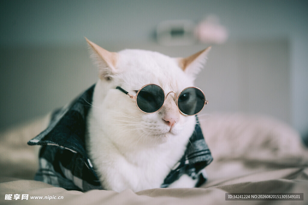戴墨镜穿夹克的时尚猫咪
