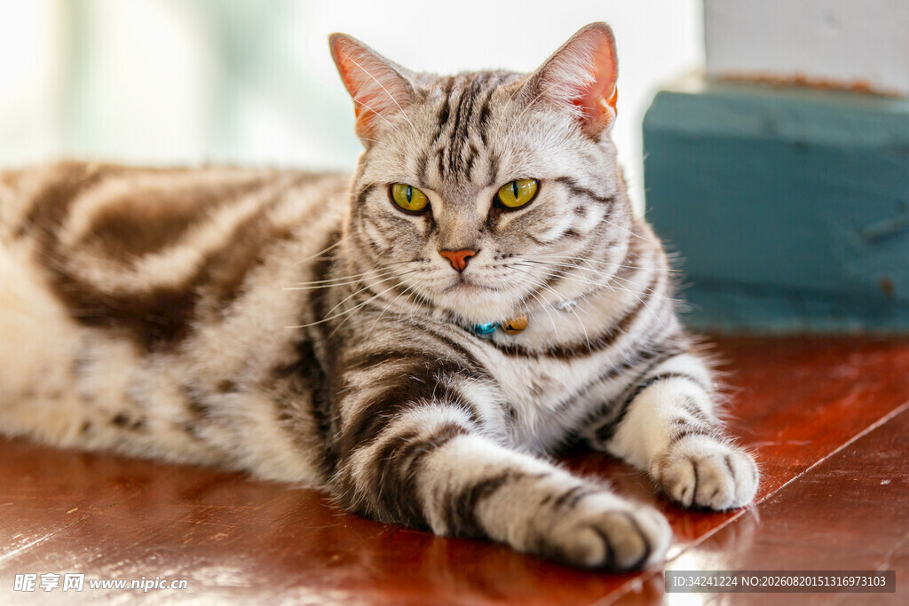 斑纹猫咪惬意趴坐
