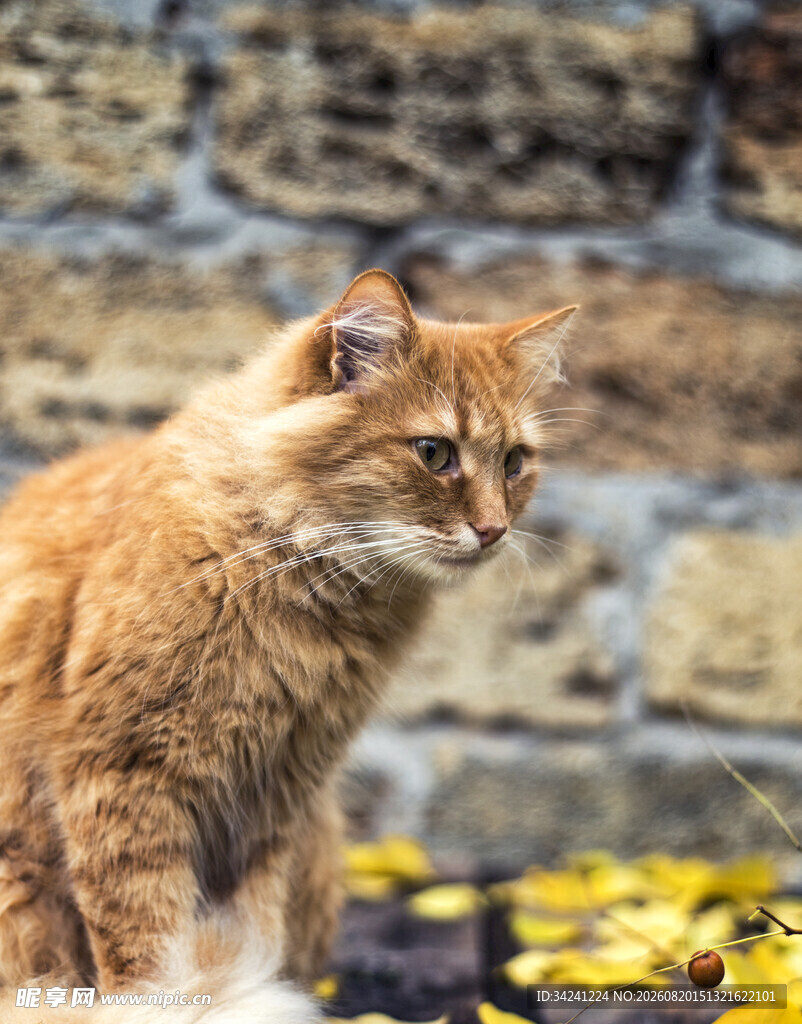 橘猫于黄叶旁的惬意瞬间