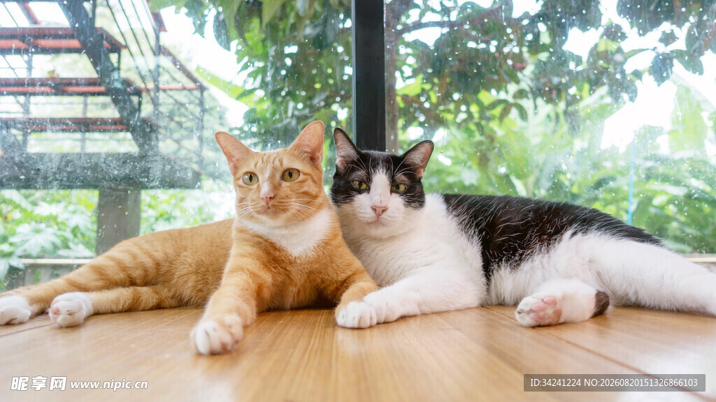两只猫咪惬意趴地板