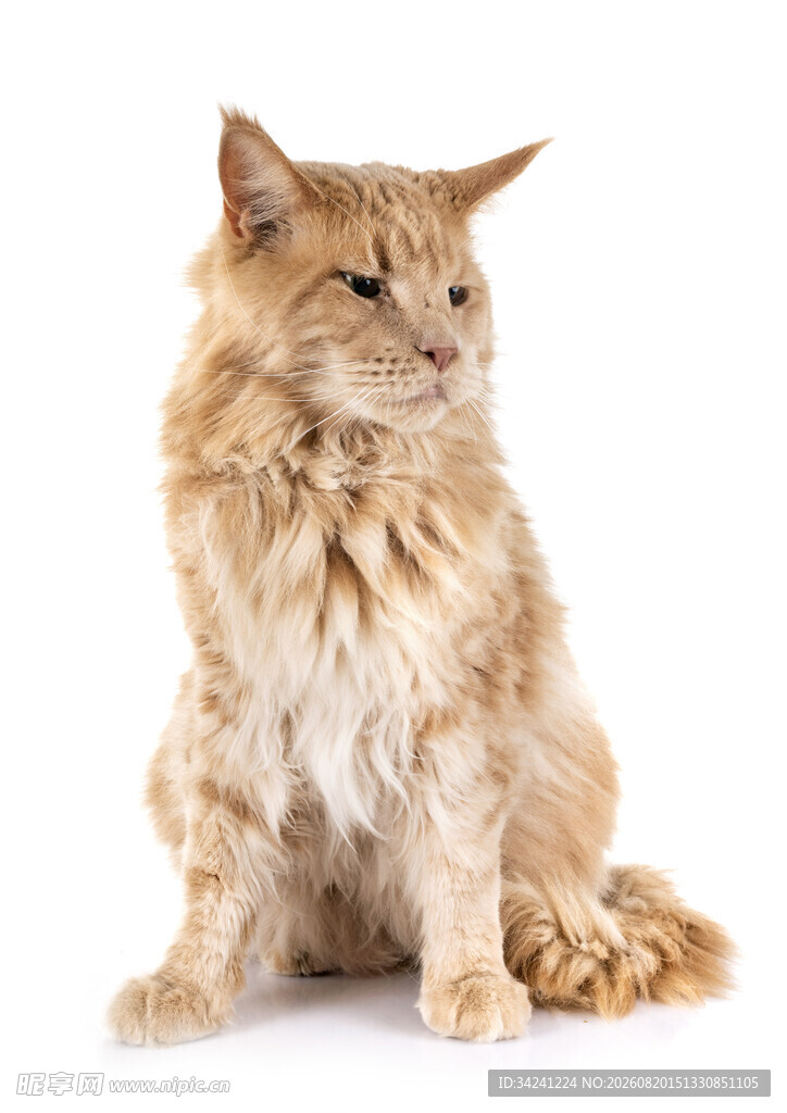 可爱长毛猫端坐