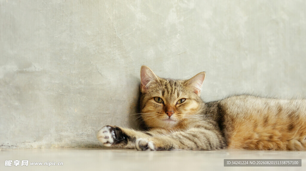 慵懒猫咪靠墙惬意休憩