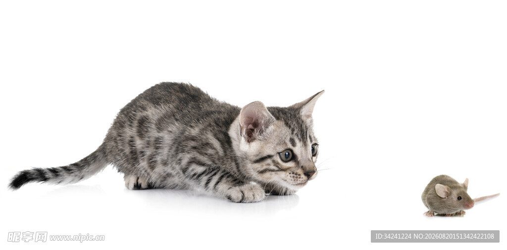 小猫紧盯面前老鼠