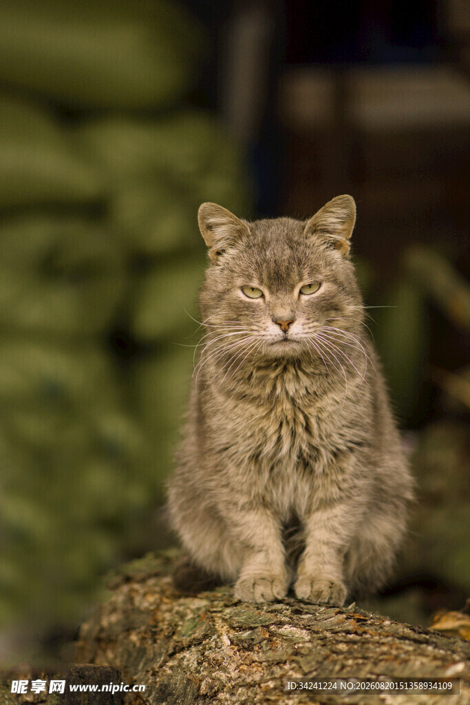 蹲坐的灰猫