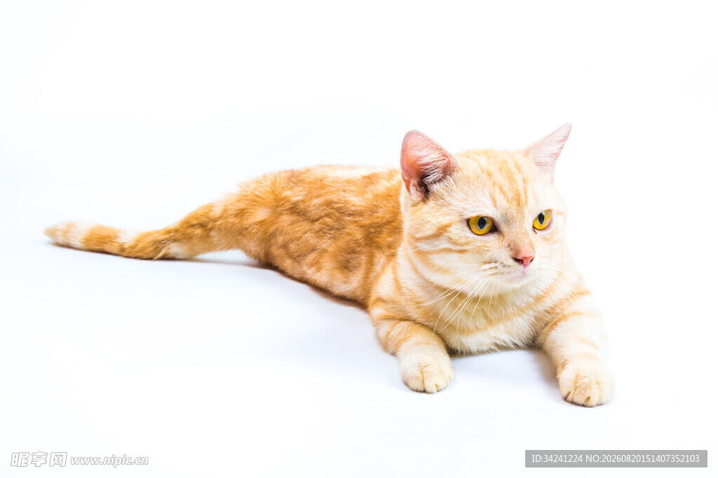 橘猫趴卧姿态展示