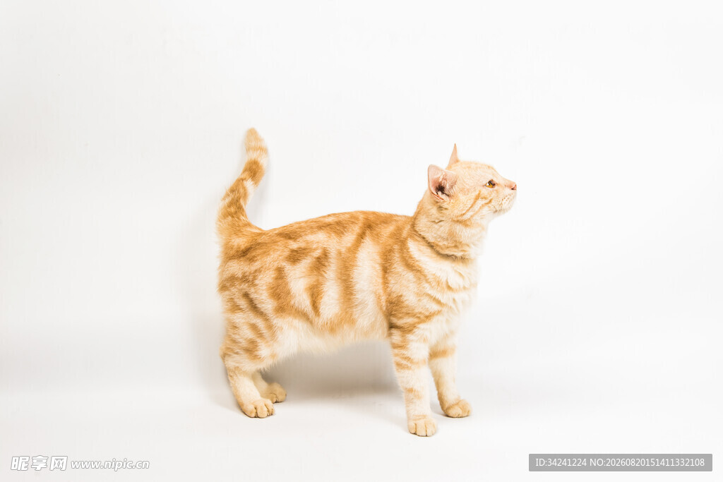 橘色条纹猫站立姿态展示