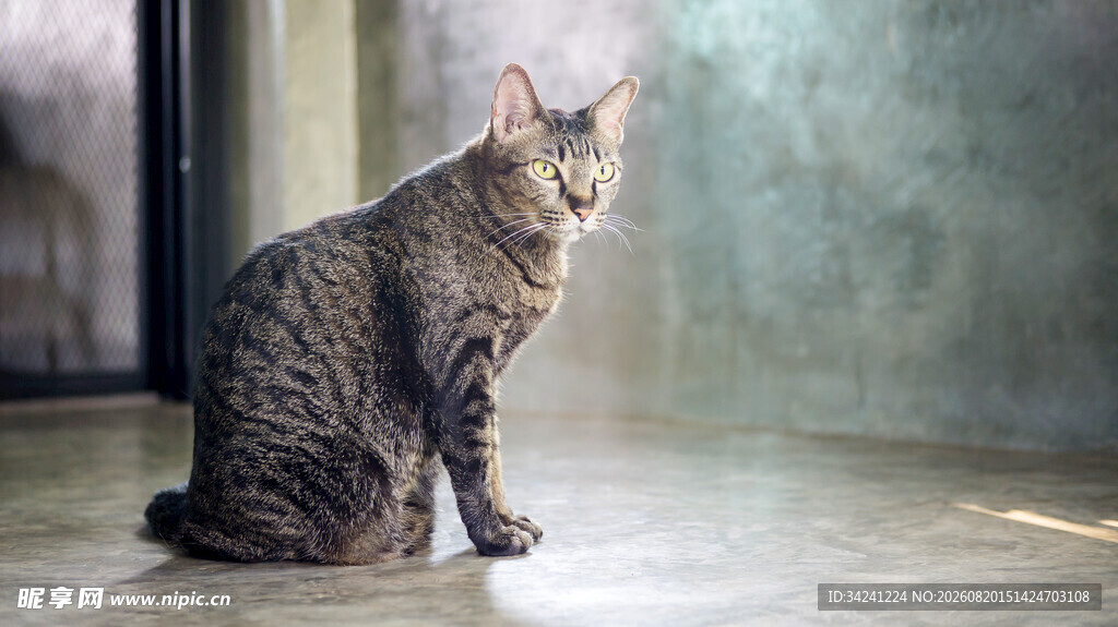 独坐凝视的虎斑猫咪