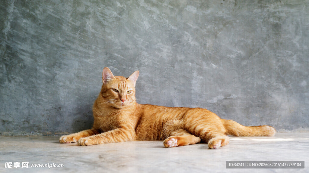 橘猫趴地姿态优雅