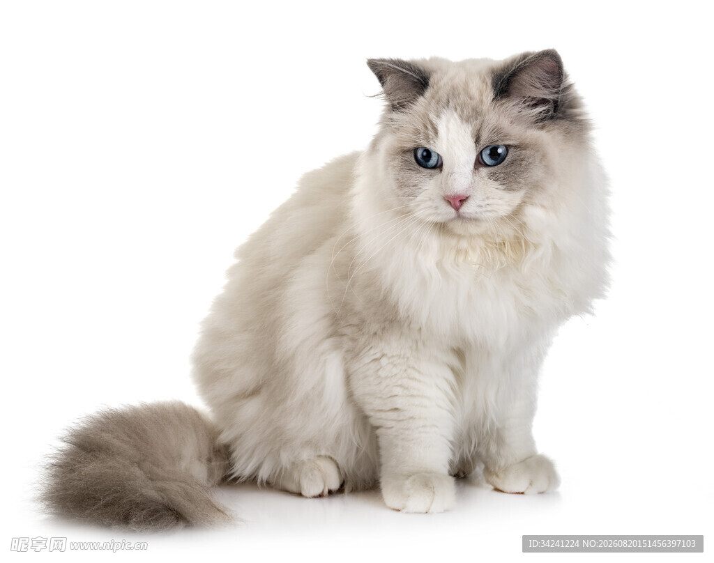 可爱布偶猫坐立