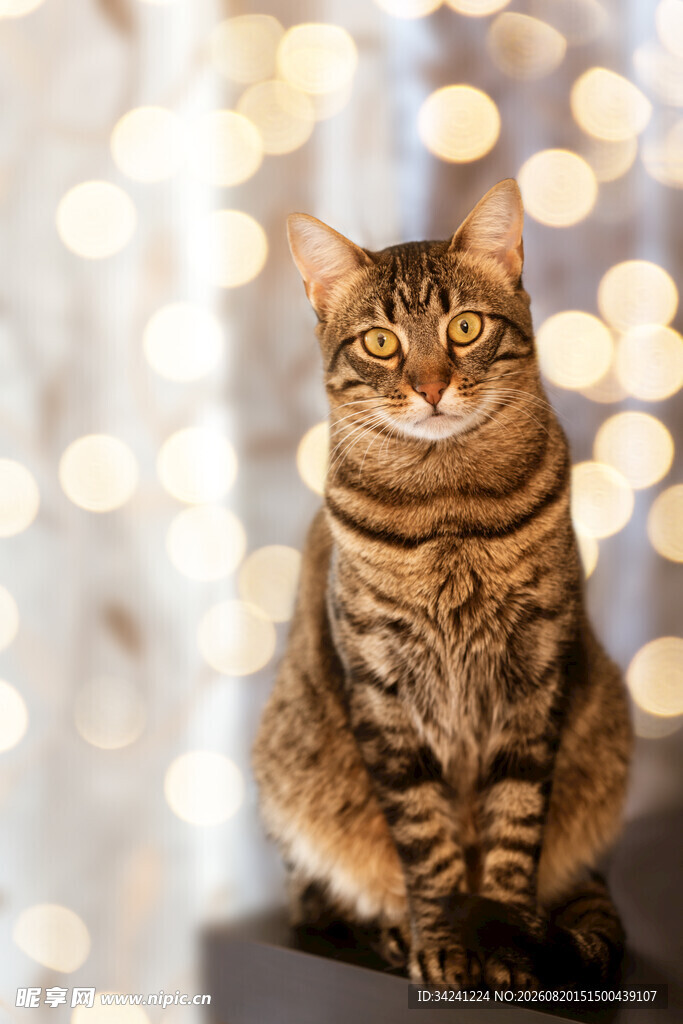 斑纹猫咪坐于光斑背景处