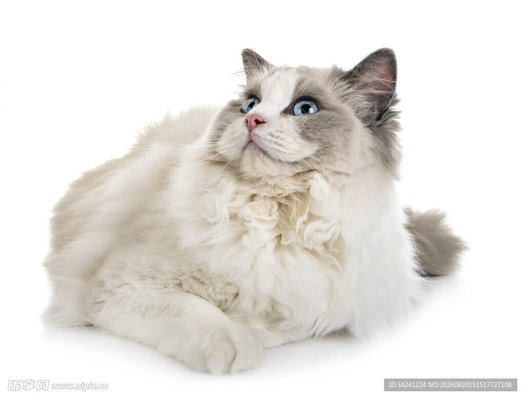 可爱布偶猫侧卧姿态
