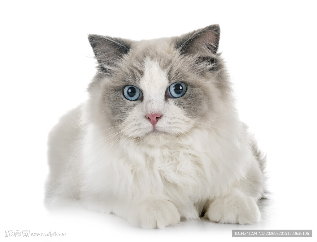 蓝眼布偶猫优雅趴卧