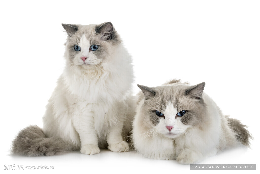 两只可爱布偶猫