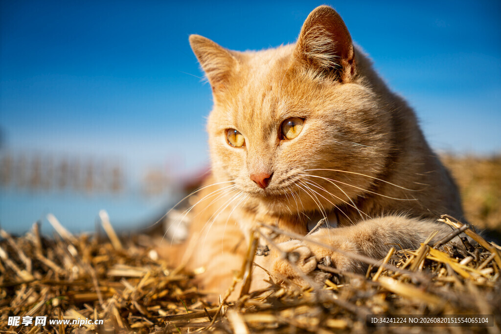 阳光下的橘猫