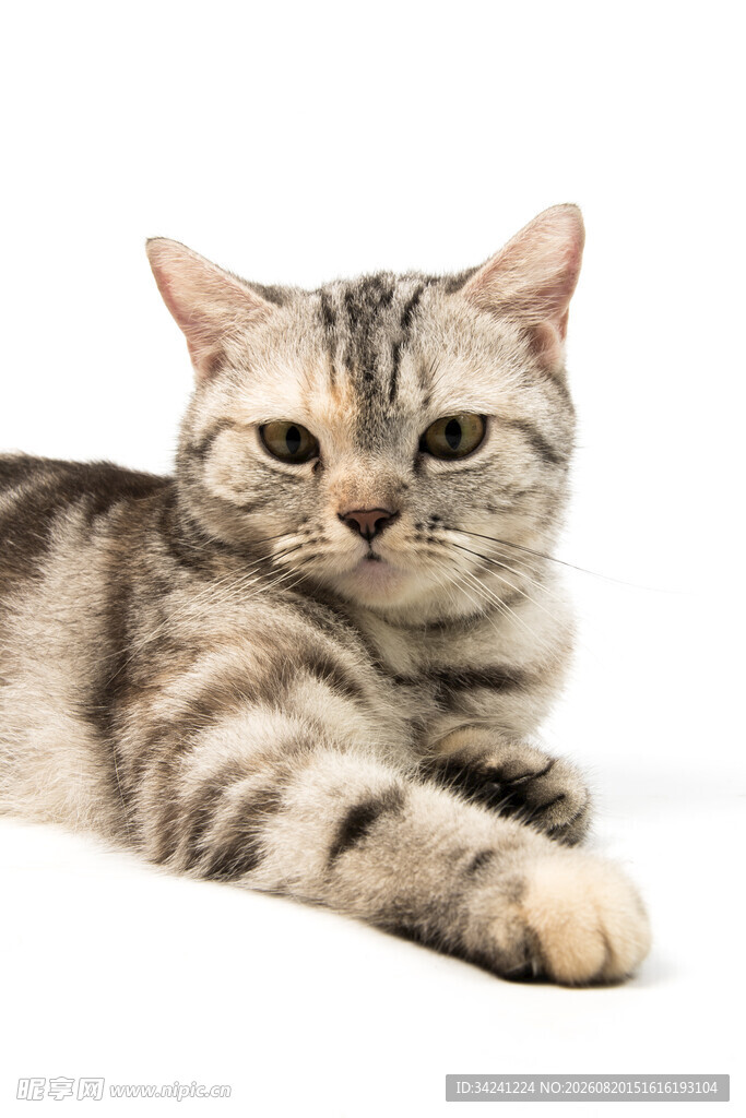 可爱斑纹猫咪惬意躺姿