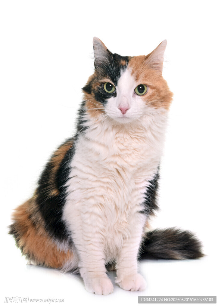 三色猫咪端坐