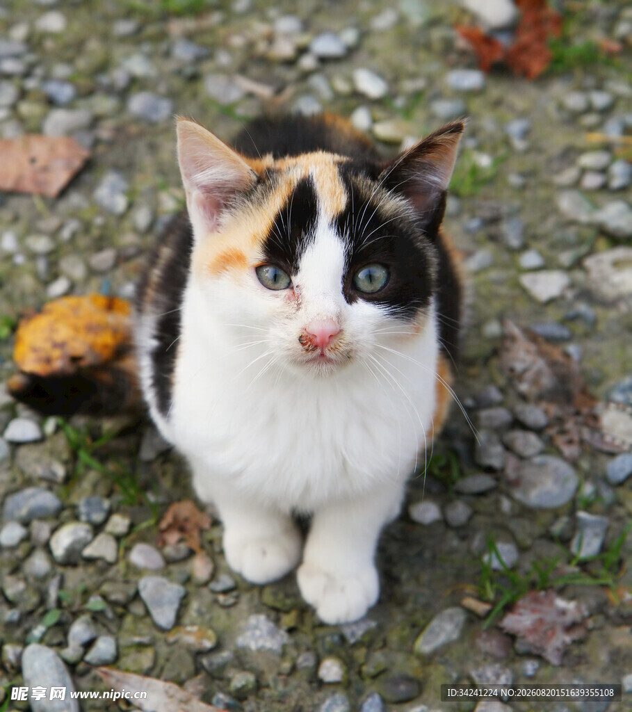 三色猫咪蹲坐于碎石地