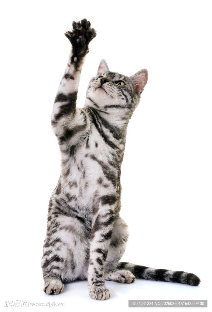 可爱猫咪站立伸爪