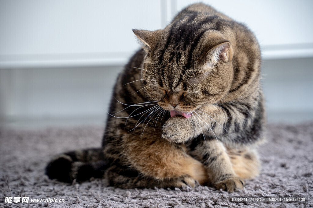 猫咪专注舔毛瞬间