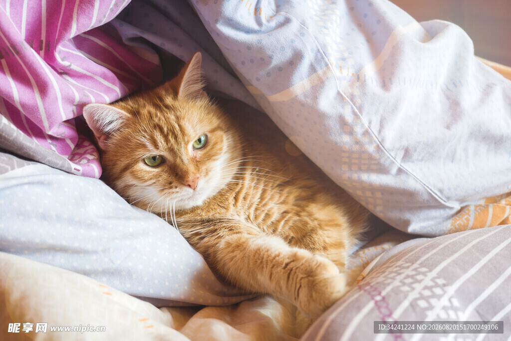 橘猫惬意躺于被窝中