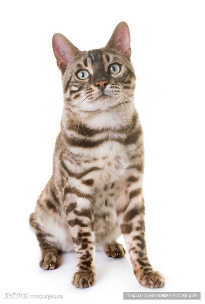 斑纹猫咪端坐望向上方