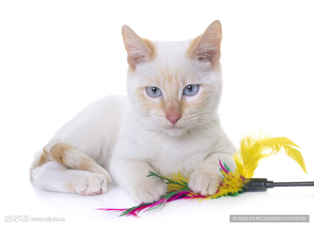 白色小猫玩彩色逗猫棒