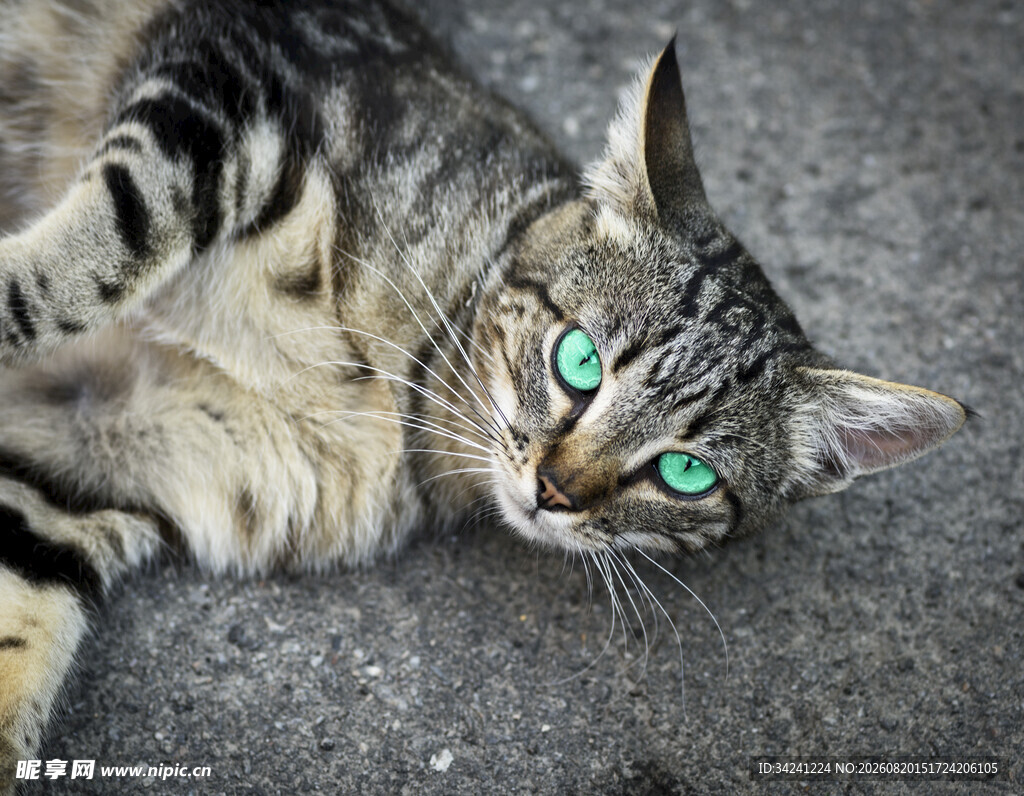 绿眼斑纹猫惬意躺地