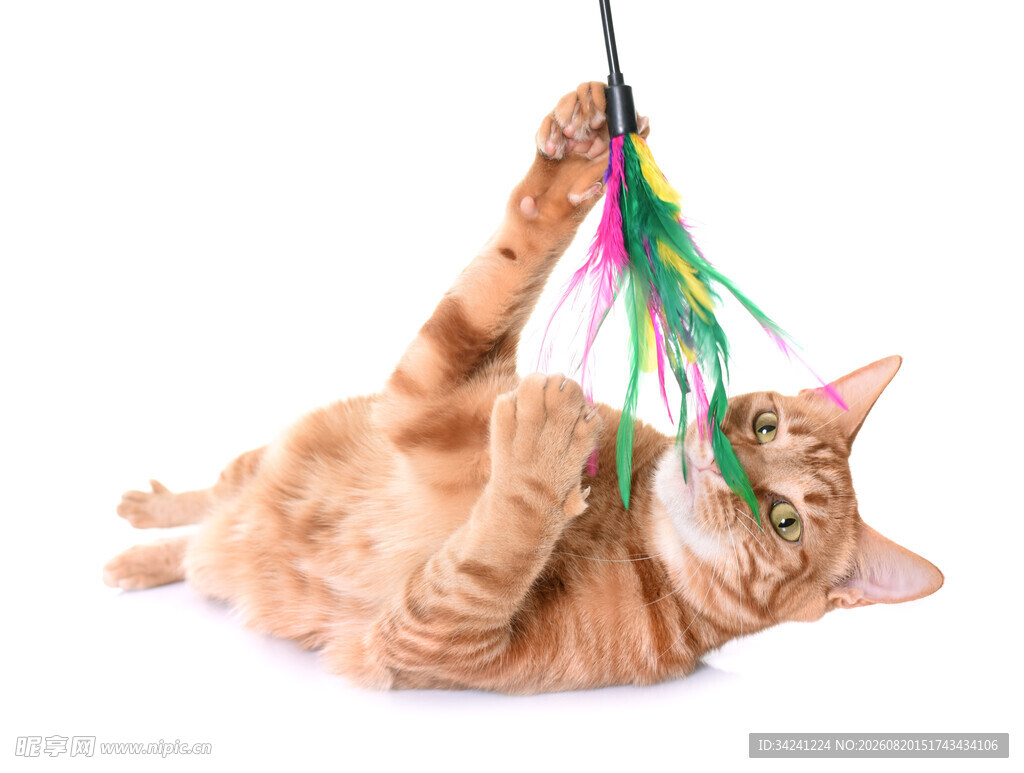 橘猫玩彩色逗猫棒