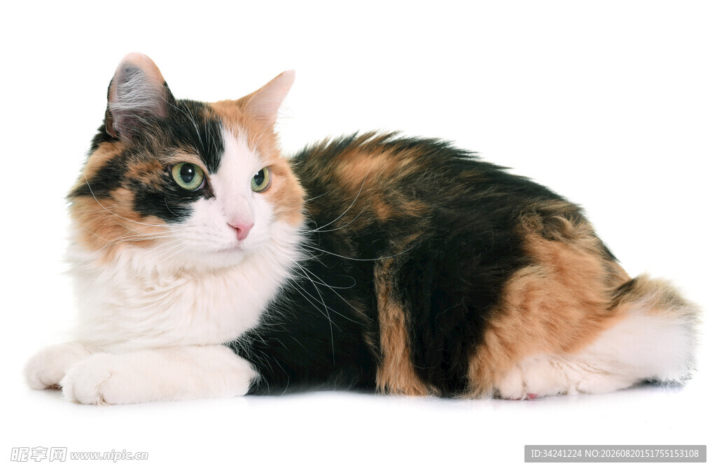 三色萌猫侧卧