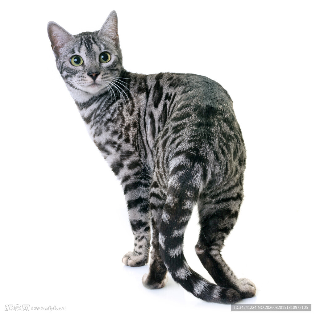可爱条纹猫背影