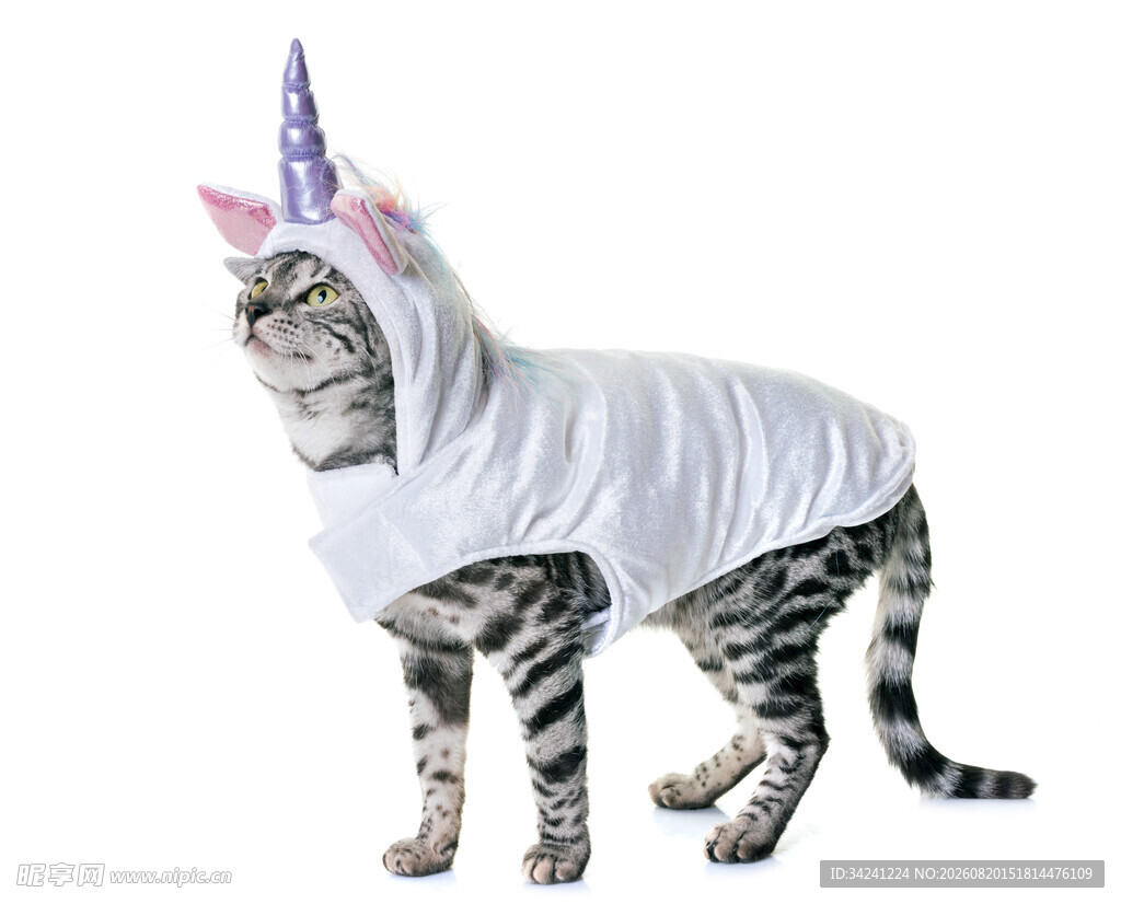 穿独角兽装的可爱猫咪