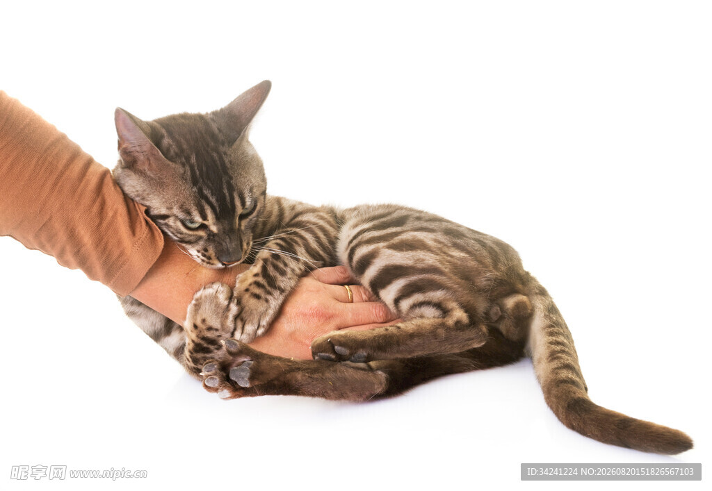 猫咪依偎在人手边