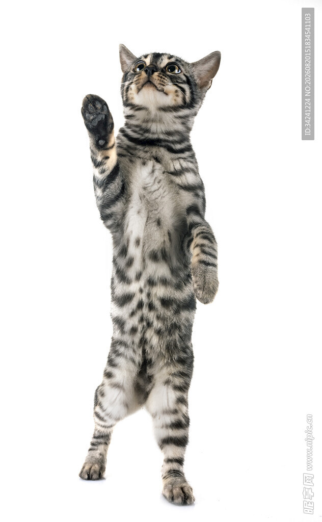 站立挥手的可爱小猫咪
