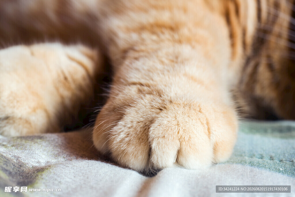 猫咪可爱爪子特写