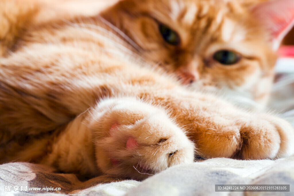 慵懒橘猫惬意躺卧