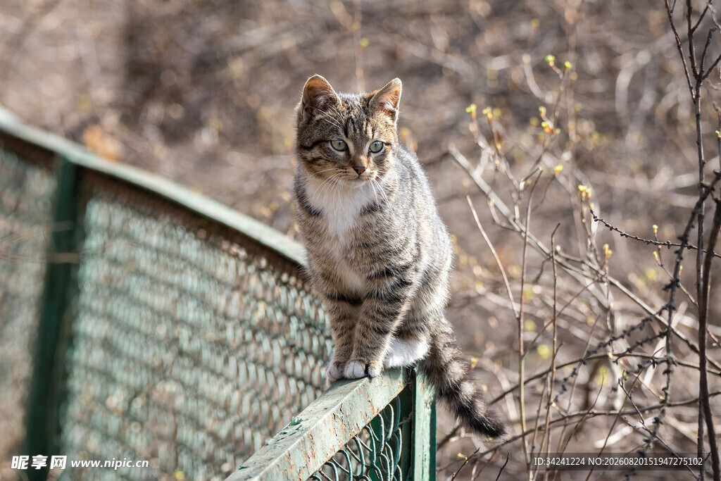 栅栏上的猫咪