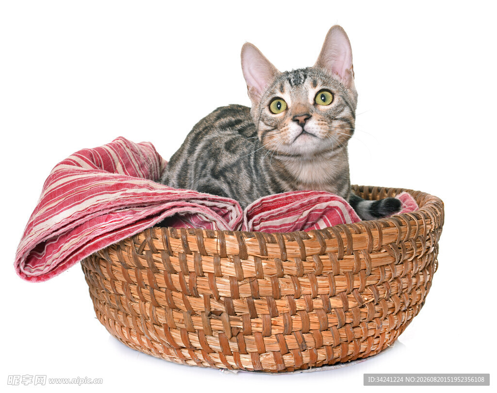 篮子里的猫咪与条纹布