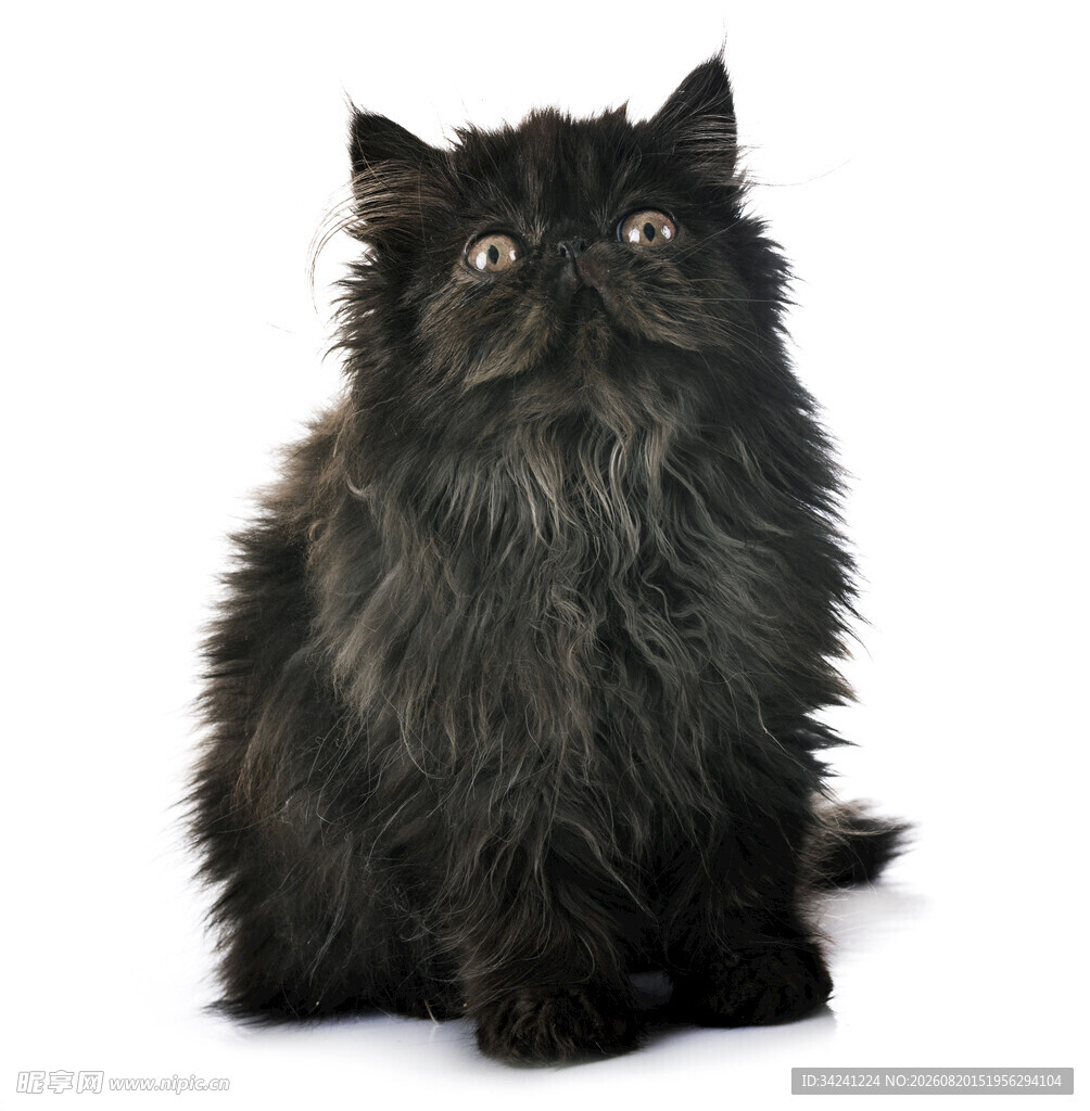黑色长毛猫抬头凝望