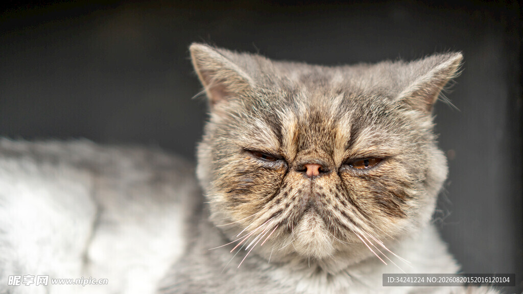 眯眼的可爱猫咪