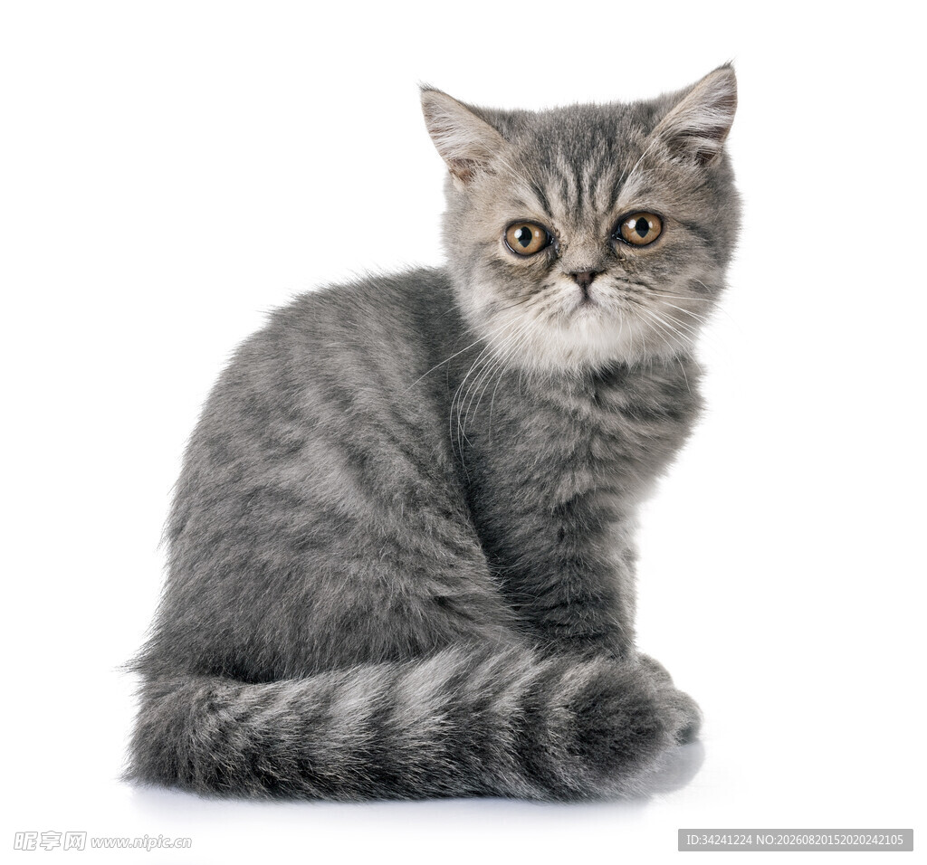 灰色萌猫端坐