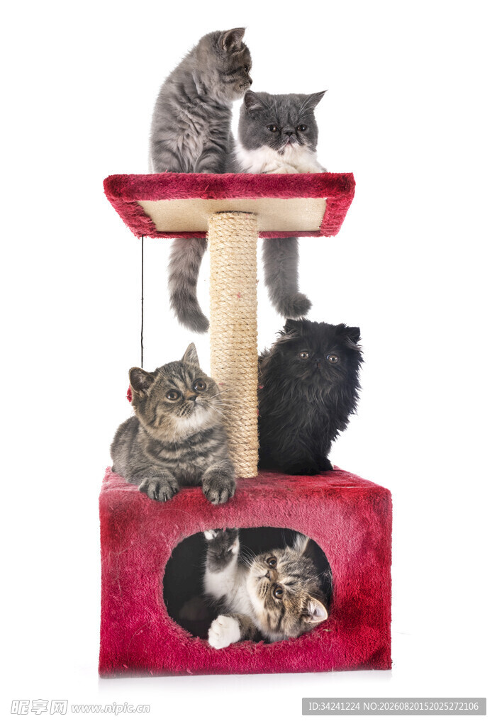 红色猫爬架上的可爱猫咪